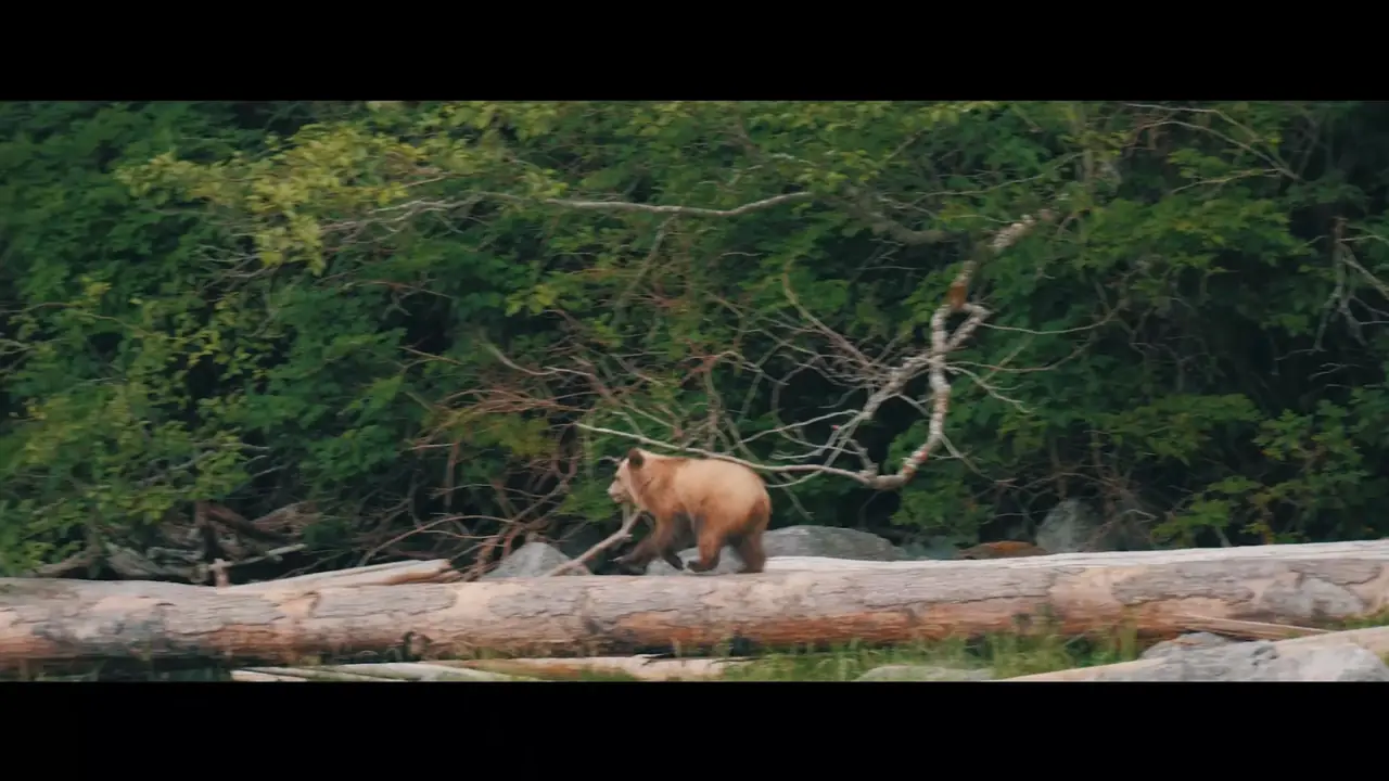 Bear – Videography, Canada