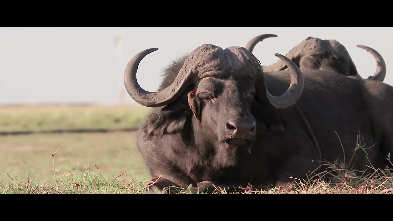 Buffalo – Videography, Botswana