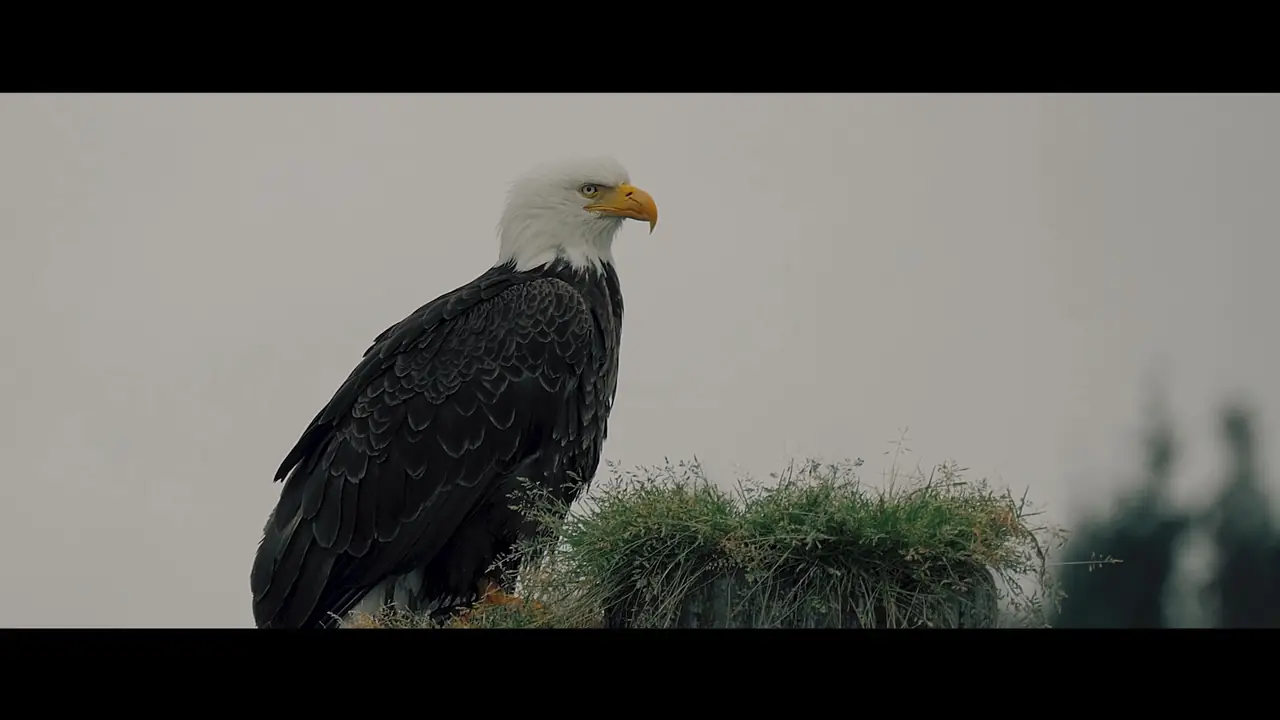 Eagle – Videography, Canada