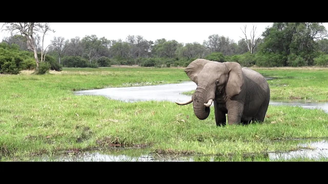 Elephant – Videography, Botswana