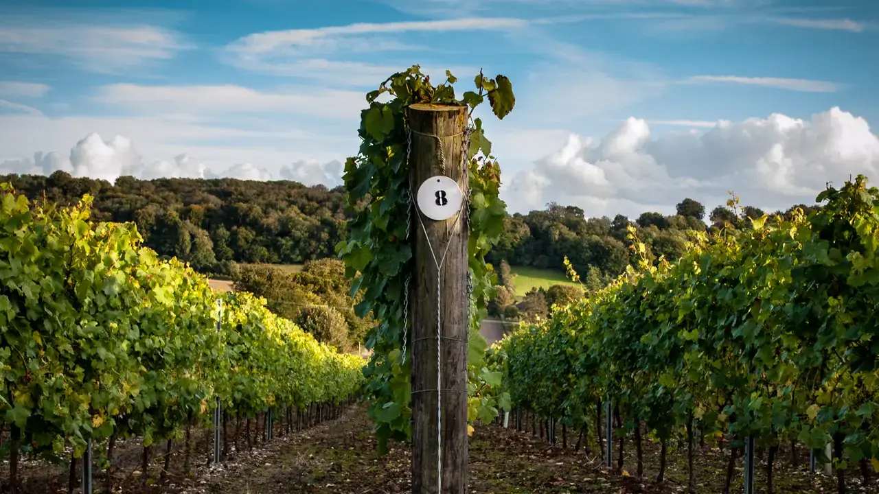 Hambledon Vineyard – Tours & Tastings