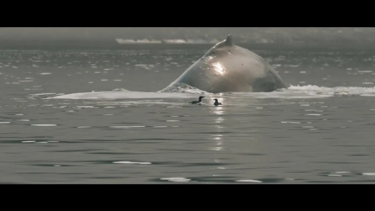 Humpback – Videography, Canada
