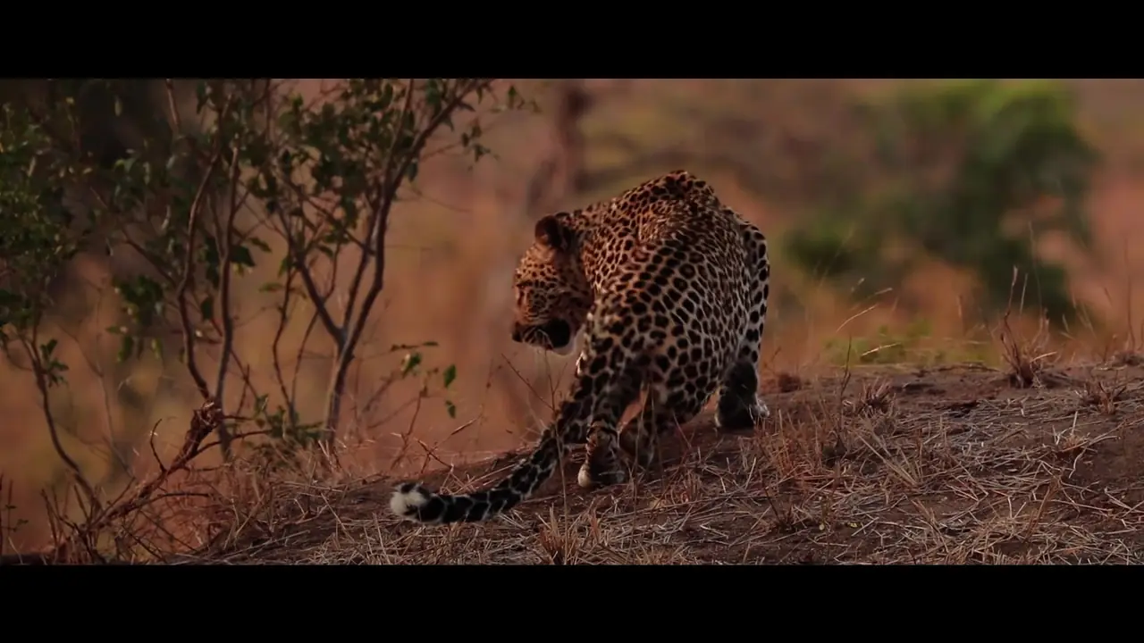 Leopard – Videography, South Africa