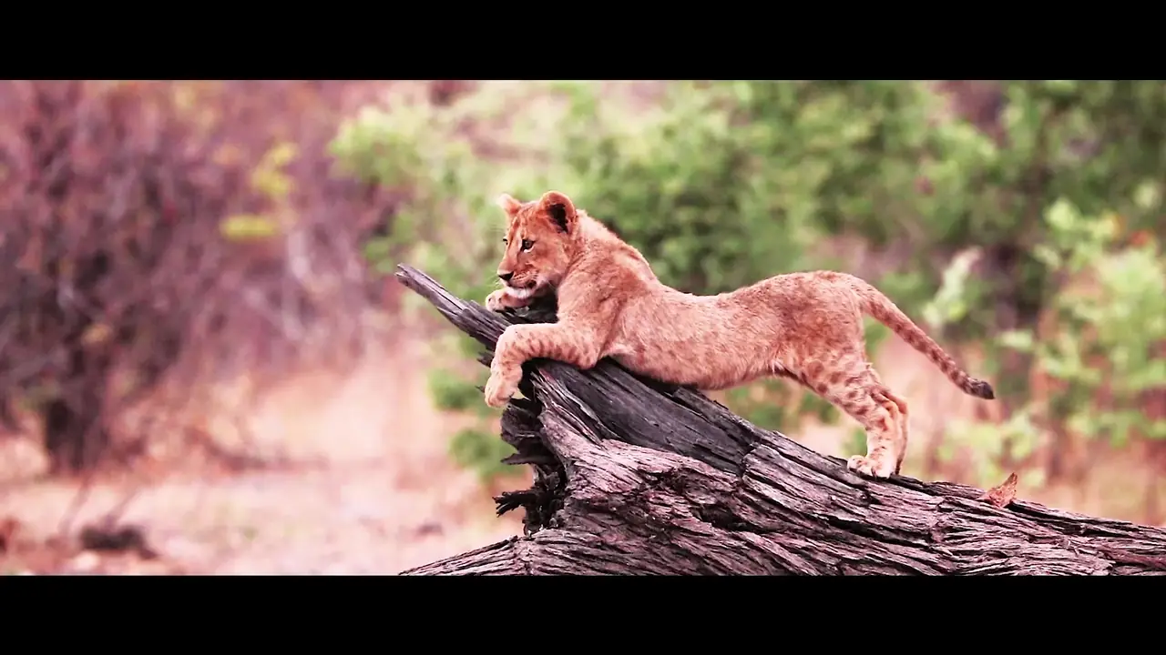 Wildlife videography