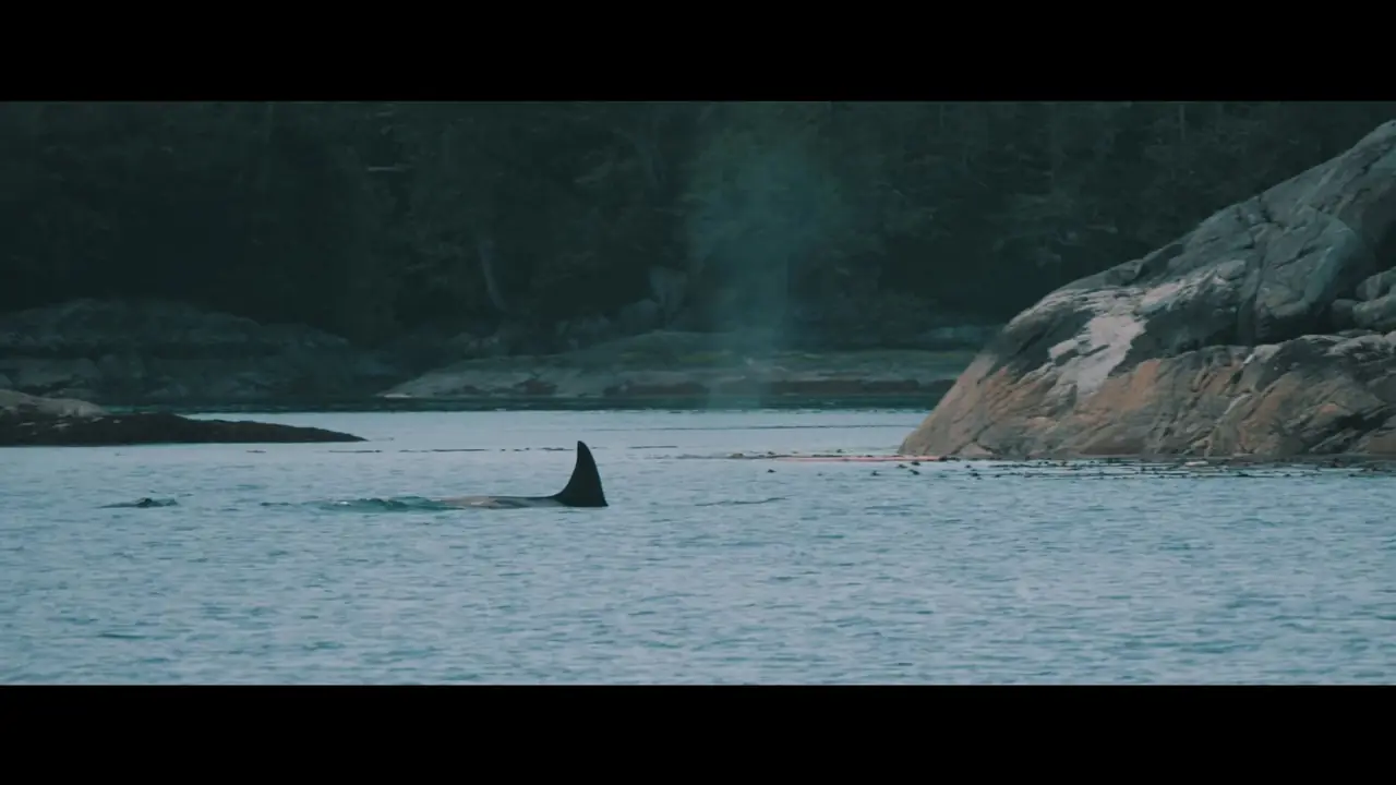 Orca – Videography, Canada