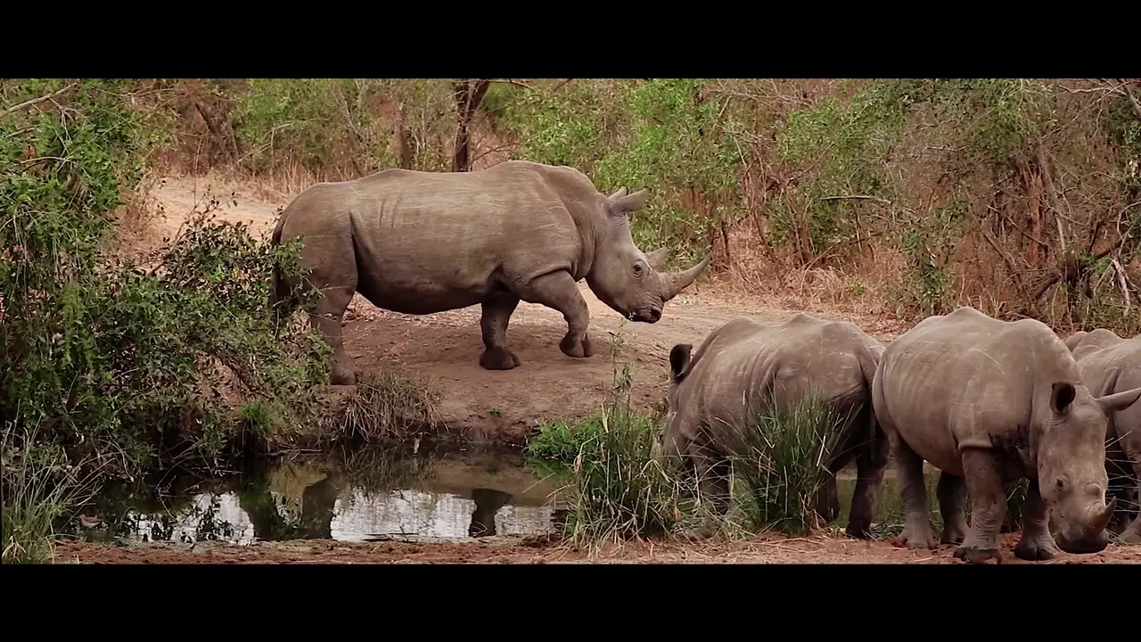 Rhino – Videography, South Africa