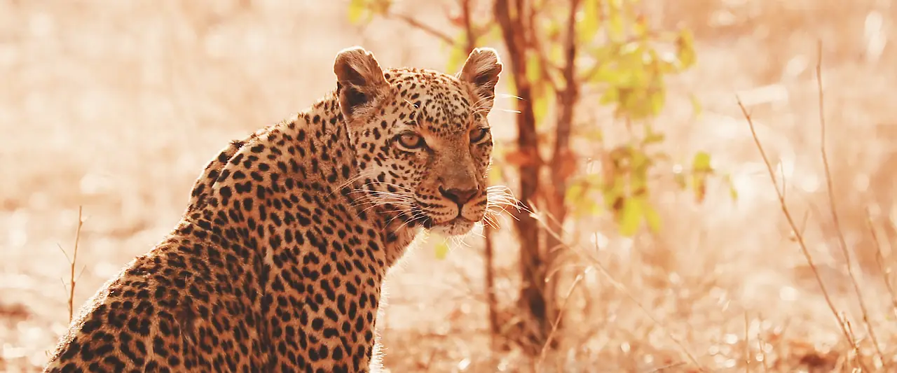 Sabi Sabi – Videography, South Africa