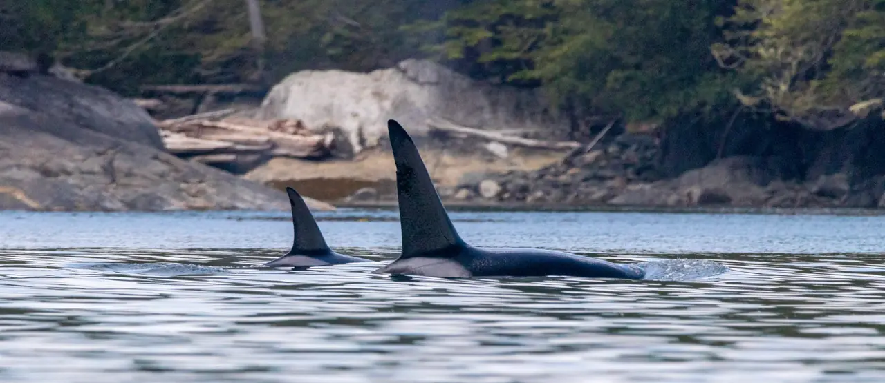Vancouver Island – Videography, Canada